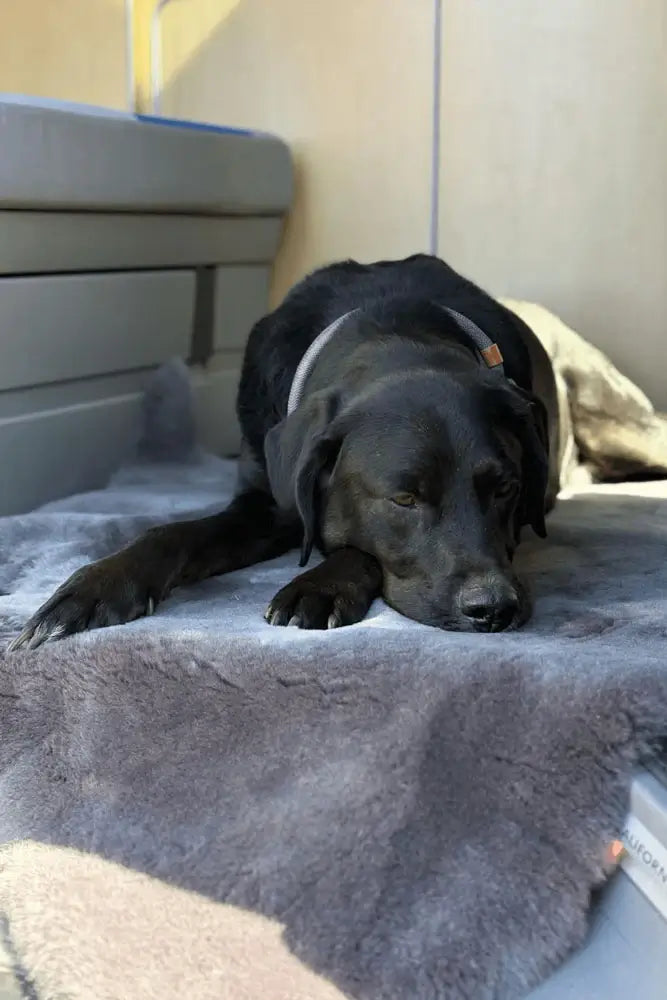 Merinofell Hundeliegedecke in Anthrazit – Vanlife Edition, natürliche Hundedecke aus Merino-Fell für Reisen, Camping und Abenteuer unterwegs – Fritz & Frei