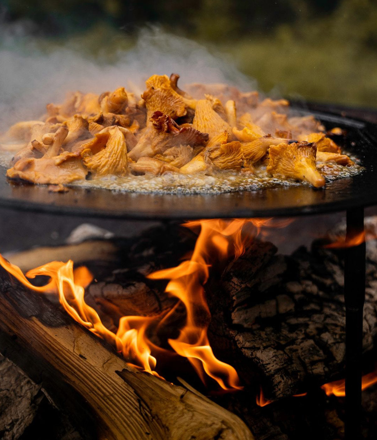 Pfifferlinge braten auf einer Dalum Griddle Feuerplatte über offenem Lagerfeuer im Wald