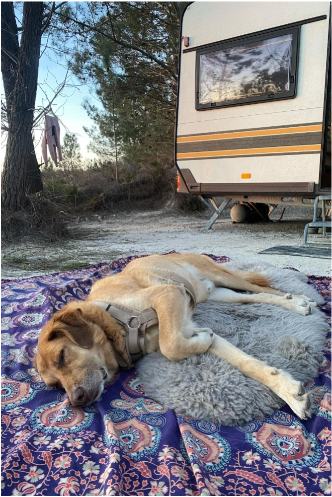 Fritz und Frei Merinofell beim Vanlife Camping am Strand – gemütliche Unterlage für Hund und entspannte Pausen