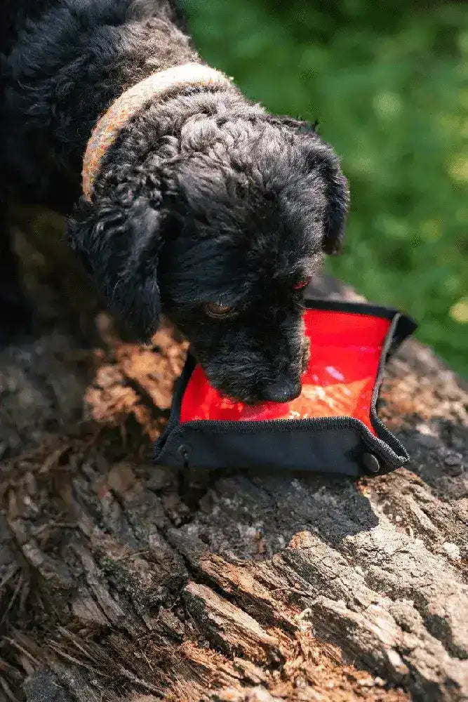 Tambe Gassitasche Komplett Set mit Wassernapf fuer Hund und Outdoor Einsatz